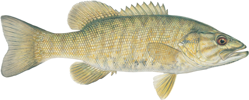 Eaten By Humans, Largemouth Bass And Raccoon,s (975x450), Png Download