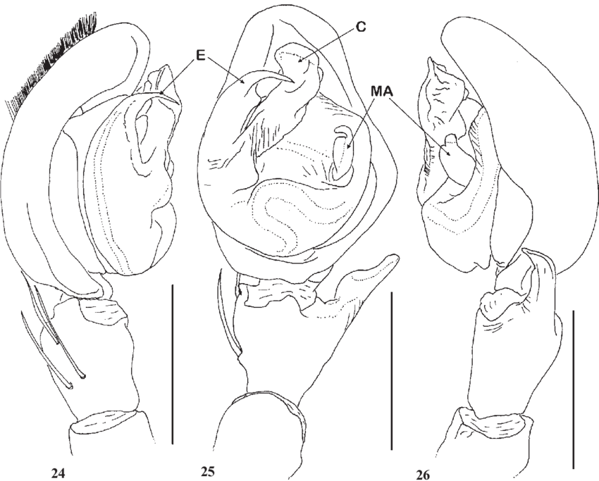 , Sparassidae (850x683), Png Download