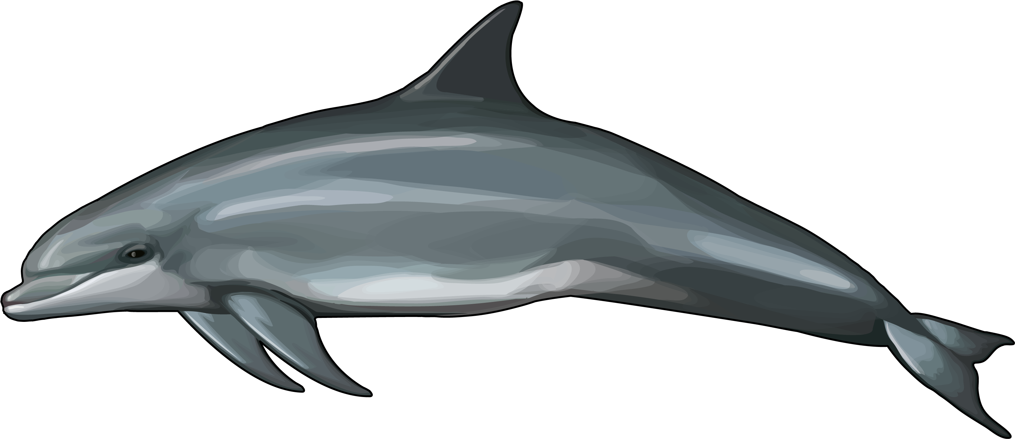 Delfin Png (3508x2480), Png Download