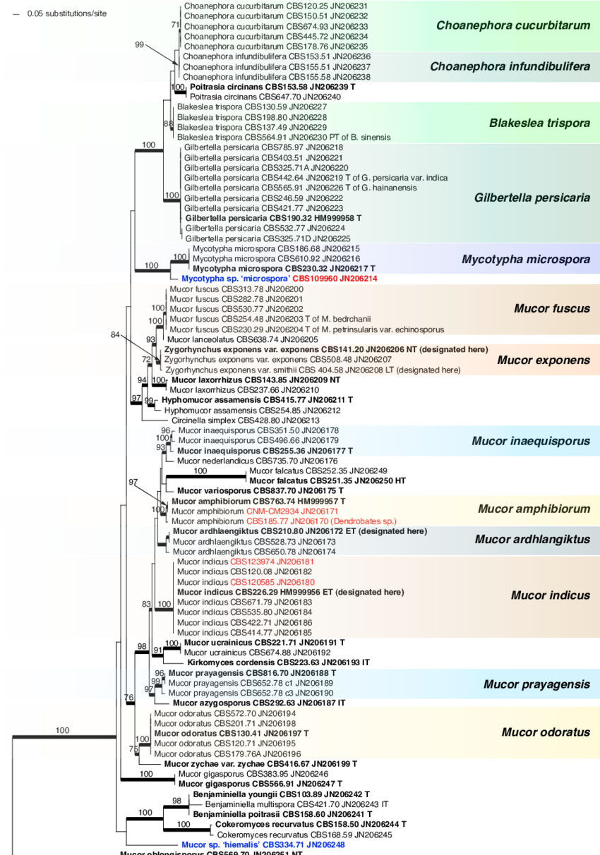Raxml Phylogram Of The Mucor Amphibiorum Group And (850x1212), Png Download