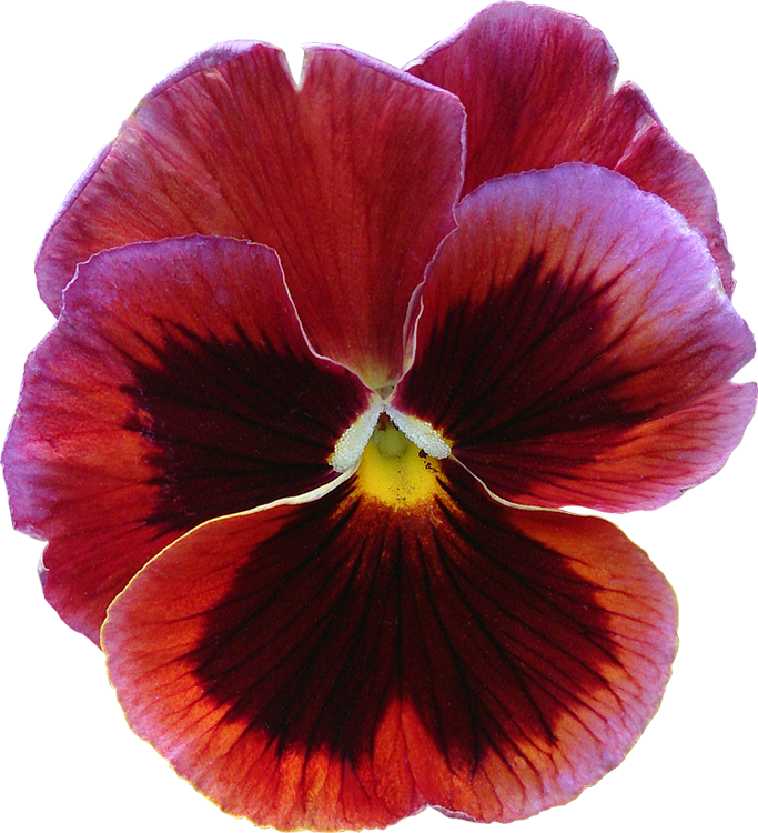 Fleur15 Pensee Photo (683x750), Png Download