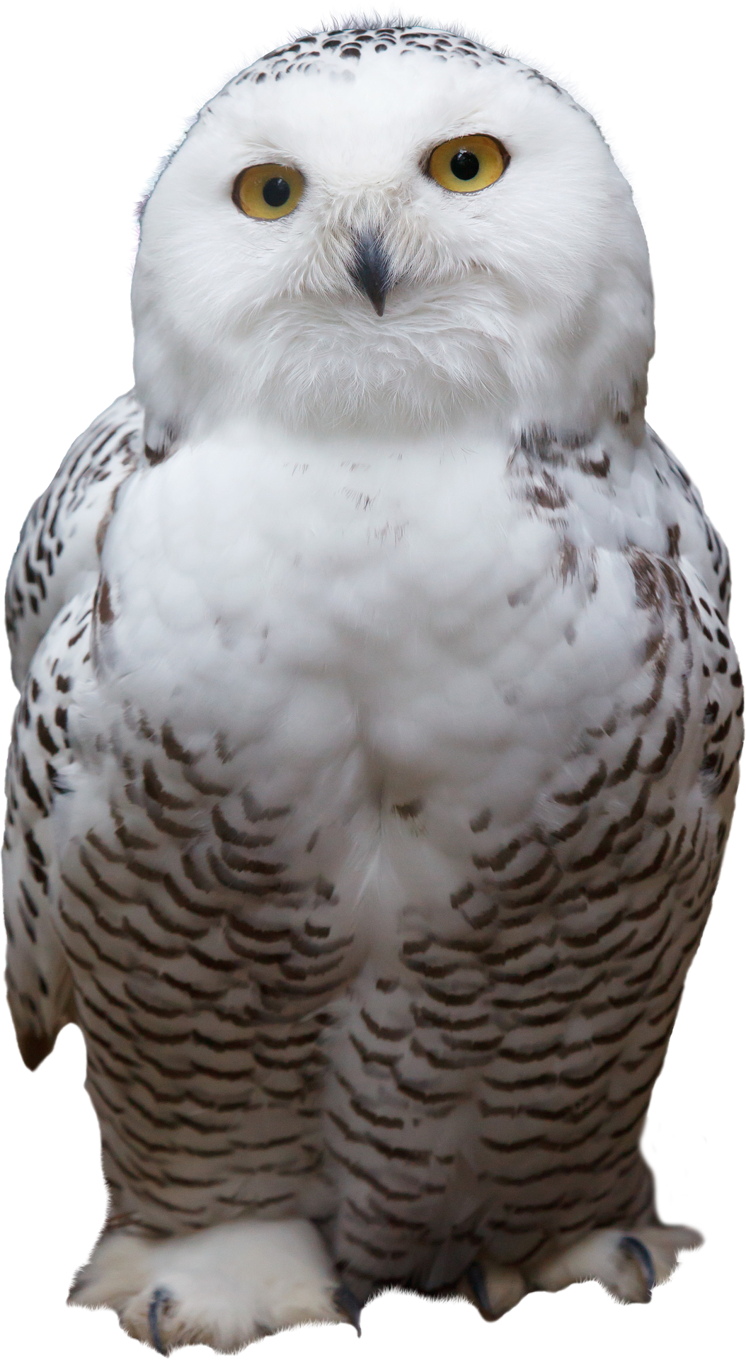 Snowy Owl Png (1054x1920), Png Download