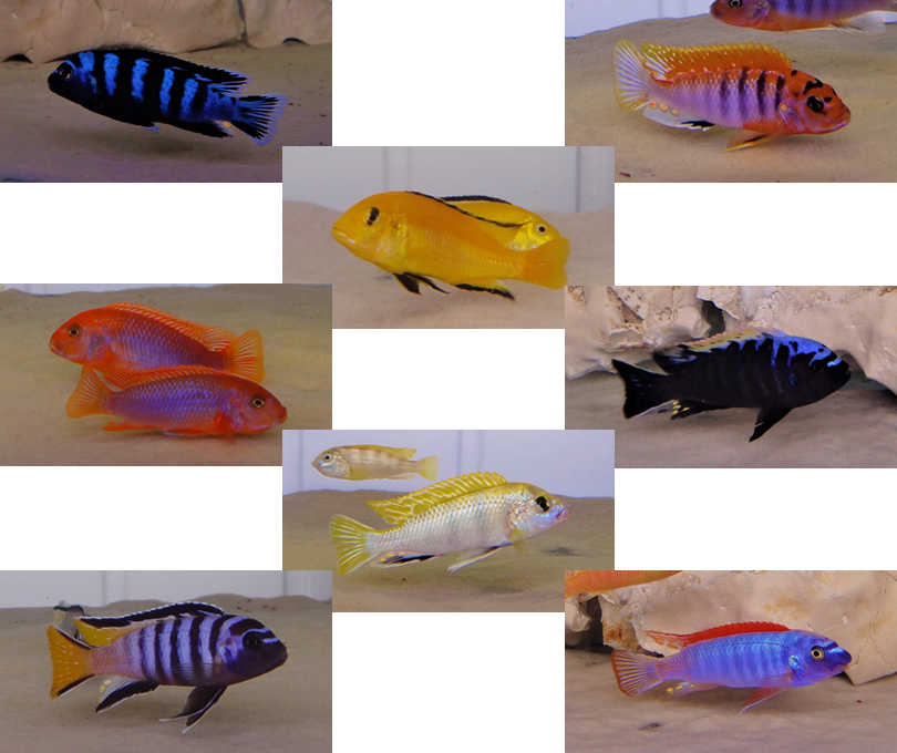 1 (810x680), Png Download