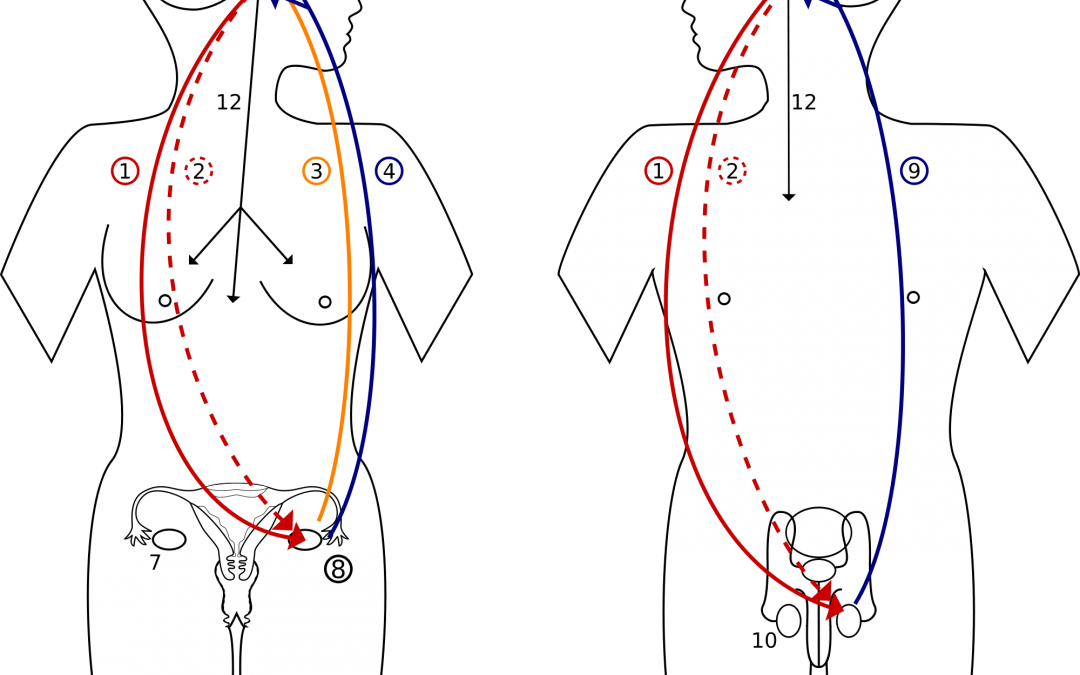 Hormonas Sexuales Y Cerebro (1080x675), Png Download