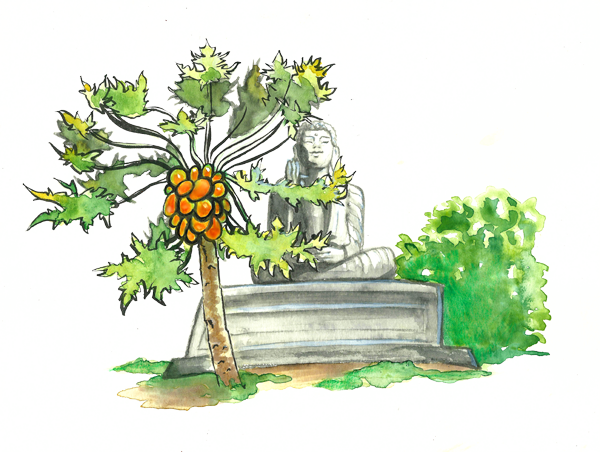 Papaya The Golden Fruit Of The Tropics - Tree Papaya Cartoon (600x452), Png Download