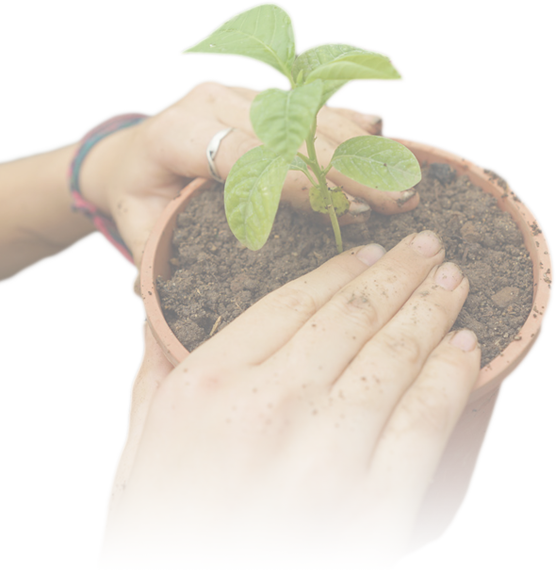 Agroecology And - Houseplant (556x570), Png Download