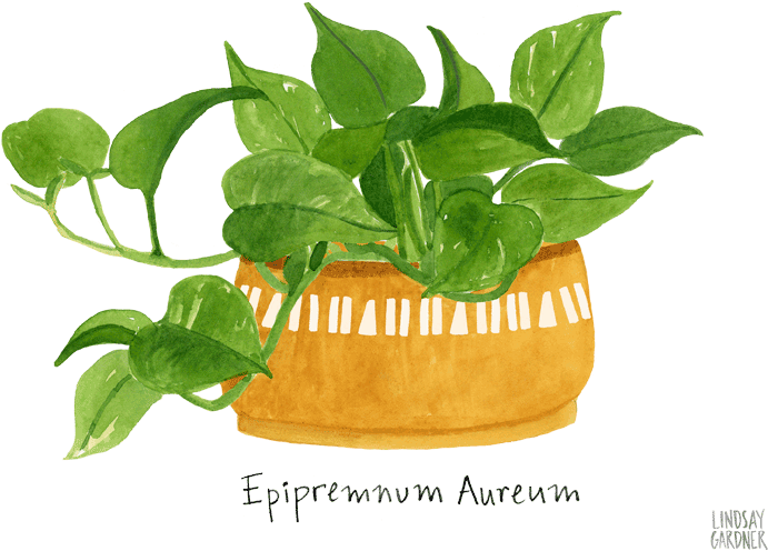 "epipremnum Aureum" Watercolor Painting For Flow Magazine - Lindsay Gardner Illustrations (768x576), Png Download