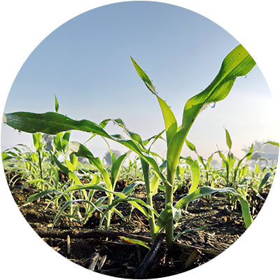 Soil-cleans - Solo Fertil Para Agricultura (400x400), Png Download