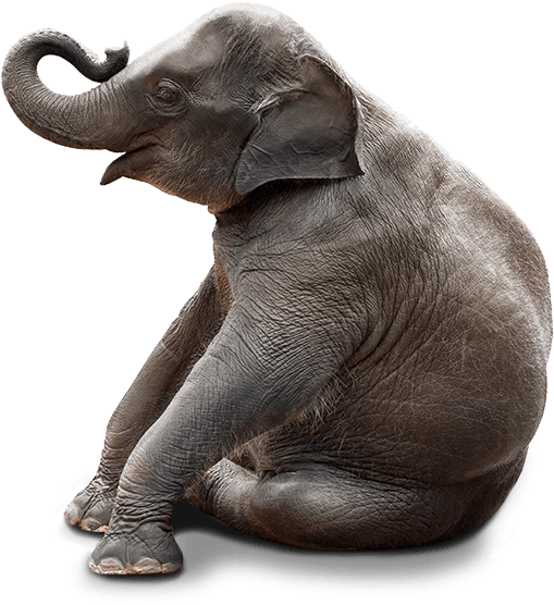 Elephant Sitting In Chair (516x561), Png Download