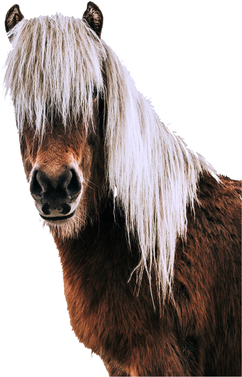 Portrait,horse Head,animal World,free - Craniosacral Therapy Horse Book (856x1280), Png Download