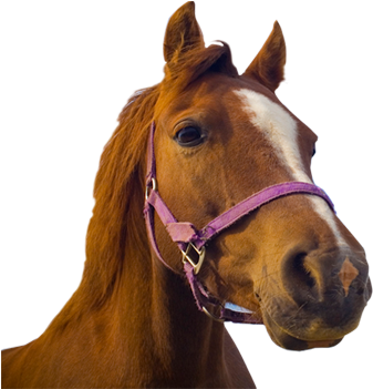 Banner Freeuse Stock Head Transparent Horse - Horse Transparent (585x350), Png Download