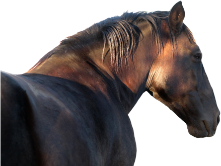 Horse (500x333), Png Download