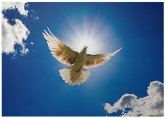 Peace Pigeons Background Pattern Soft Silicone Durable (400x400), Png Download