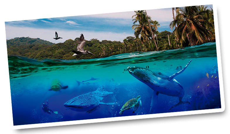 Biodiversidad Y Pluviosidad Del Planeta Sus Atractivos (802x461), Png Download