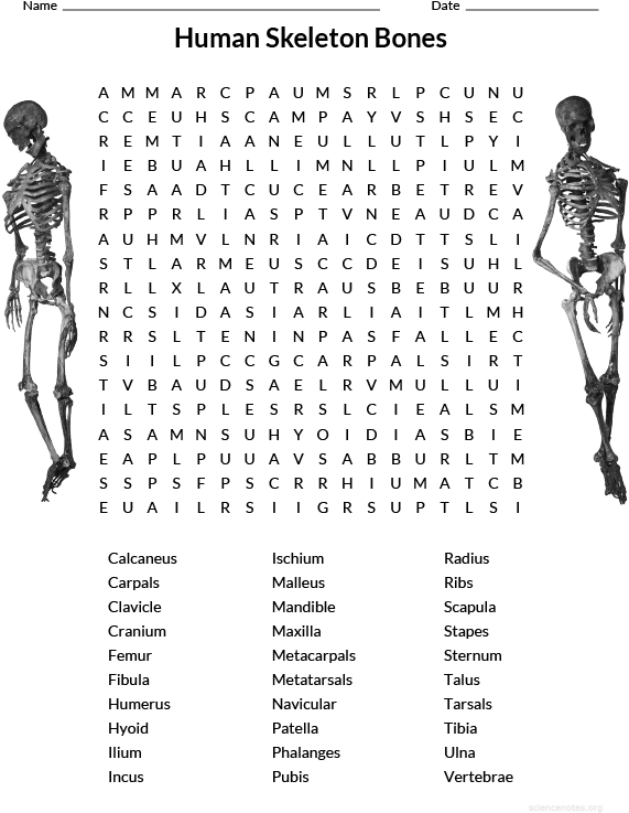 Human Skeleton Wordsearch (612x792), Png Download