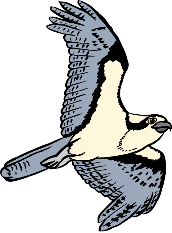Osprey Png (554x750), Png Download