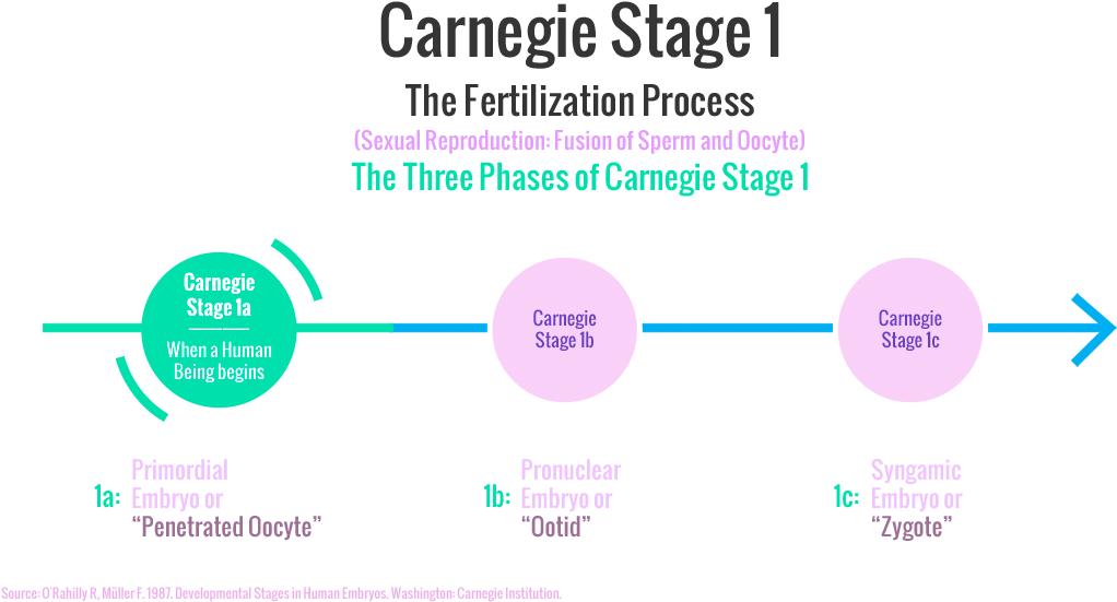 Carnegie Stages Of Human Embryonic Development (1021x850), Png Download