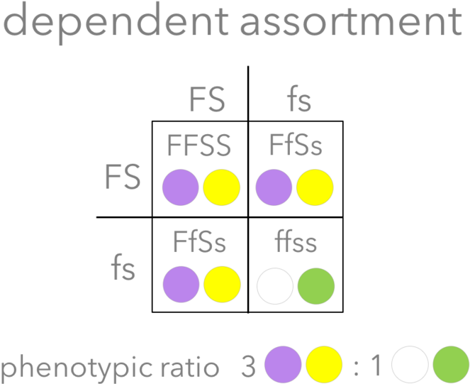 The Dihybrid Cross (1000x594), Png Download