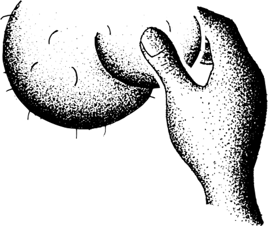 Testicles Png (640x550), Png Download