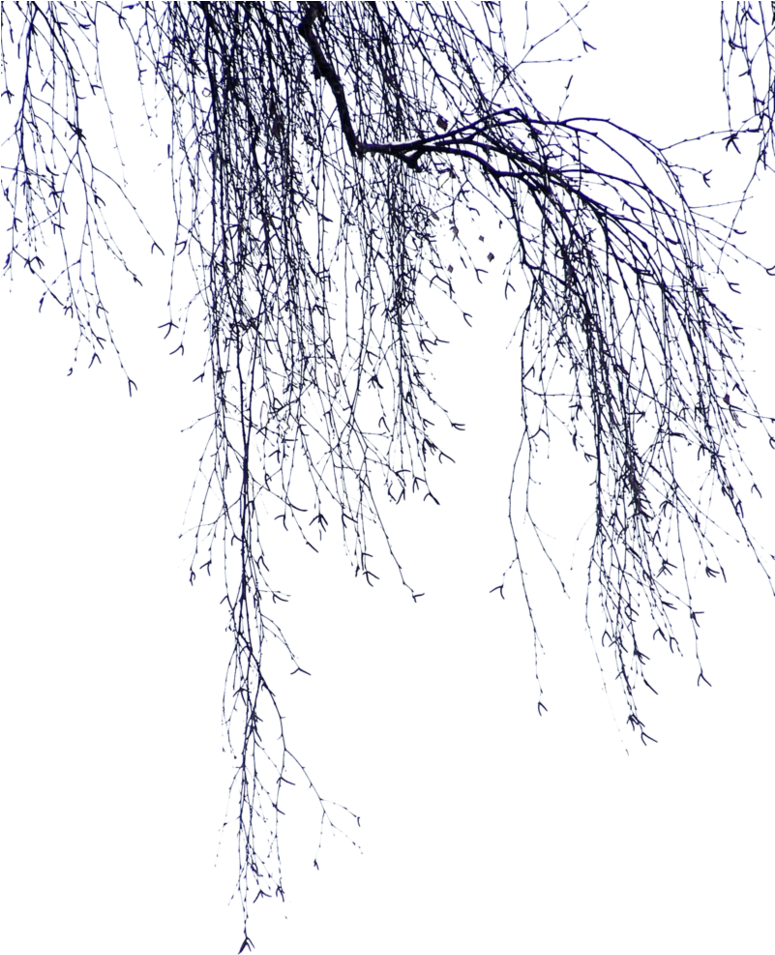 Birch Png (774x1032), Png Download
