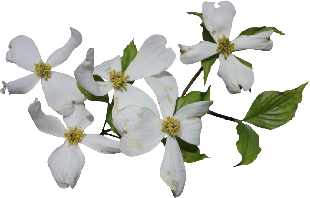 Dogwood Png (1024x654), Png Download