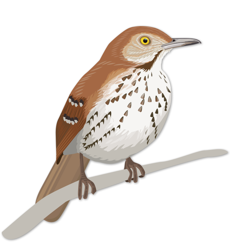 Teddy Roosevelt Png (848x848), Png Download