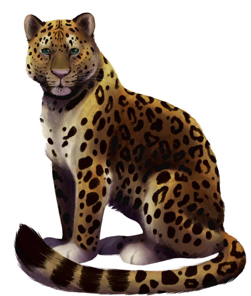 Amur Leopard (1000x1083), Png Download