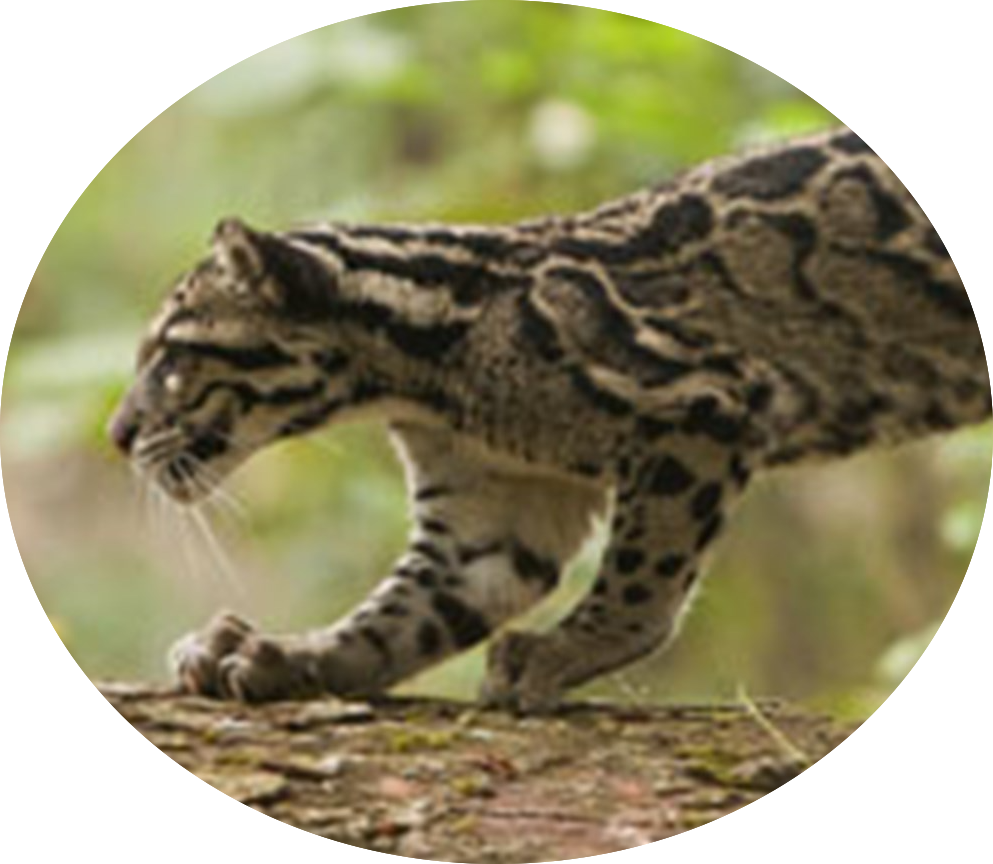 Return Of The Clouded Leopards - Clouded Leopard In India (993x864), Png Download
