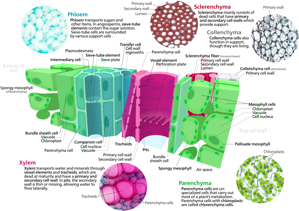 Ground Tissue - Plant Tissue (600x423), Png Download