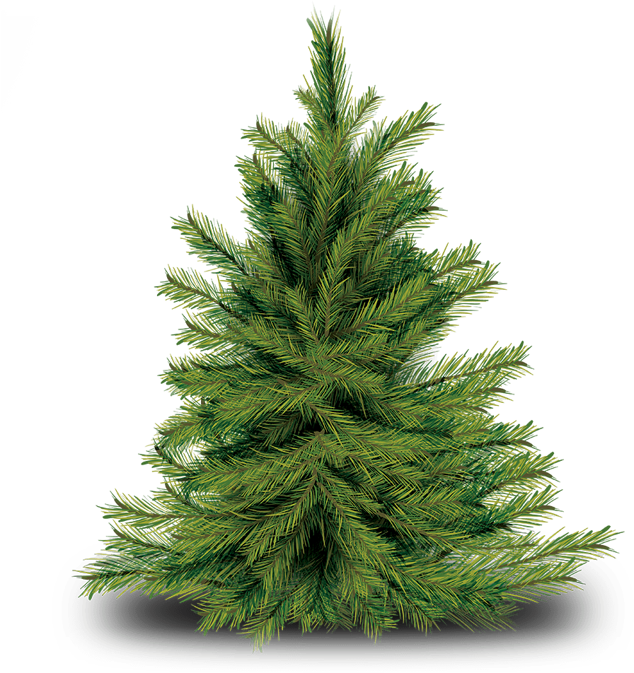 Img_tree.png (895x960), Png Download