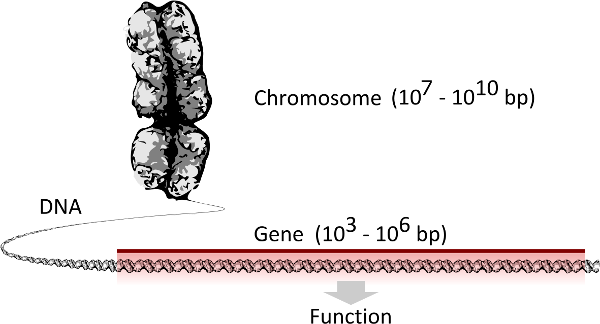 Chromosome Dna Gene (1200x658), Png Download