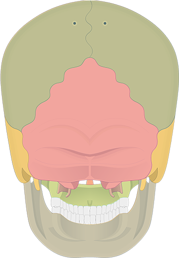 Bones.png (1200x630), Png Download