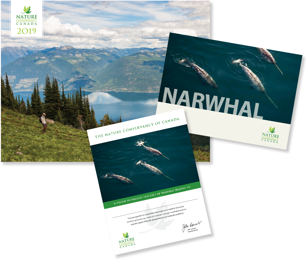 Narwhal Png (1024x1024), Png Download