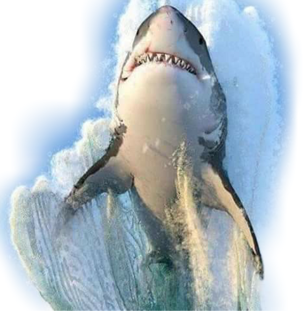 Great White Breaching (1024x1050), Png Download