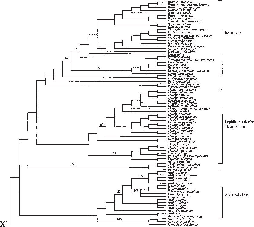 Strict Consensus Of The 14 580 Most Parsimonious Trees - Phyllostomidae Phylogeny (840x752), Png Download