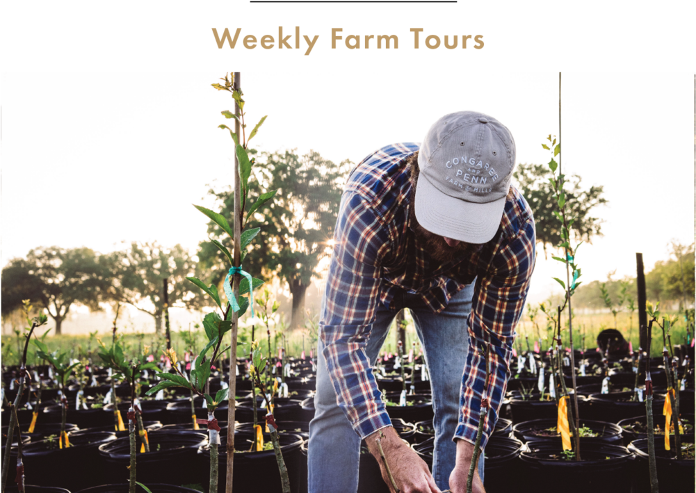 Weekly-05 - Congaree And Penn (1000x731), Png Download