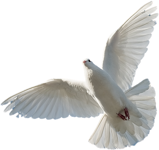 Reno, Holy Spirit, Santos, I Want You, Search, Holy - Paloma Del Espiritu Santo Png (900x605), Png Download