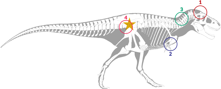 1 - - Skeleton (730x315), Png Download