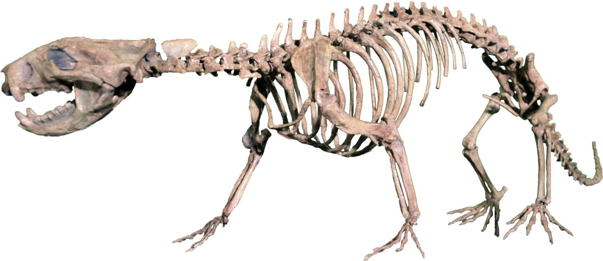 Didelphodon Vorax (1200x520), Png Download
