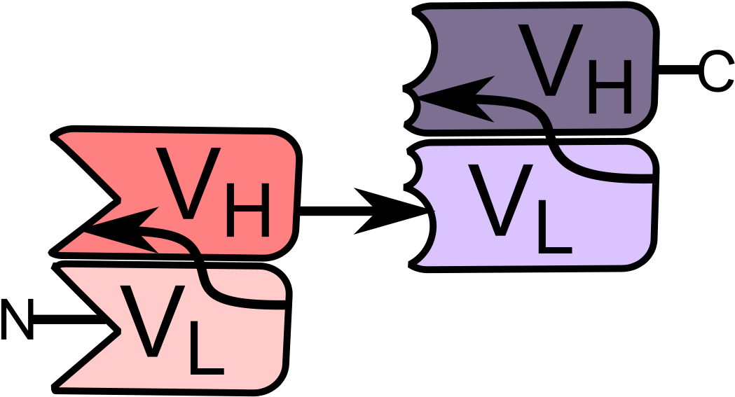 Bite Structure (1200x622), Png Download