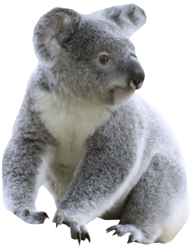 Free Png Cute Koala Png Images Transparent - Koala Png (850x567), Png Download