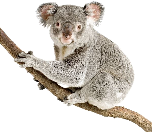 Koala Png Pic - Koalas Transparent (600x600), Png Download