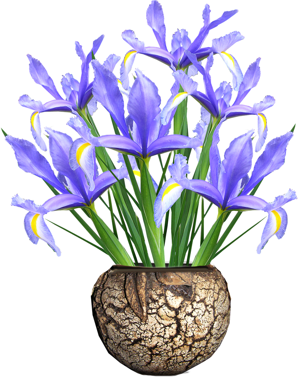 Dutch Iris,blue,flowers,vase - Vase (1244x1280), Png Download