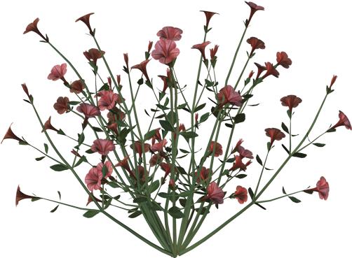 Petunia-bunch - Ink Wash Painting (550x403), Png Download