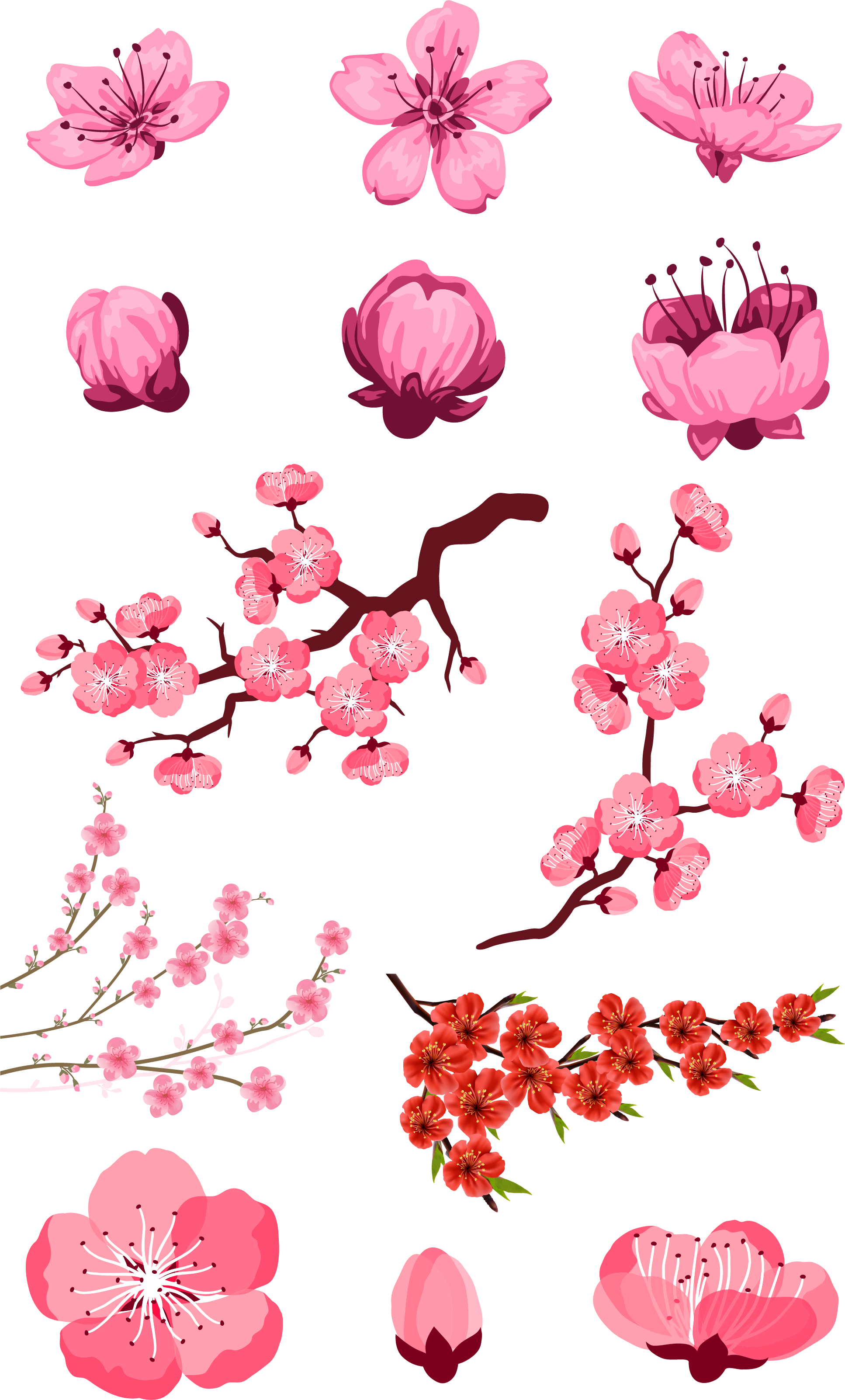 Adobe Download Pink Peach Transprent Png Free - Flores De Árbol De Cerezo Dibujos (1934x3204), Png Download