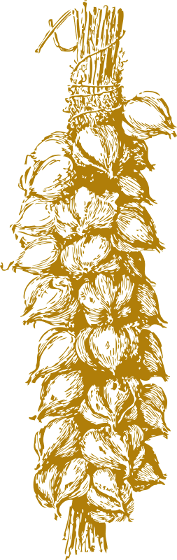 Garlic (253x800), Png Download