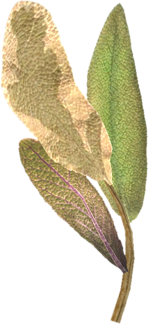 Tesv Elves Ear - The Elder Scrolls V: Skyrim (484x646), Png Download