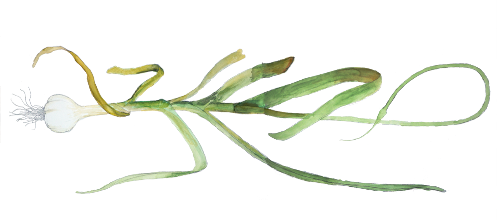Hierochloe (1000x452), Png Download