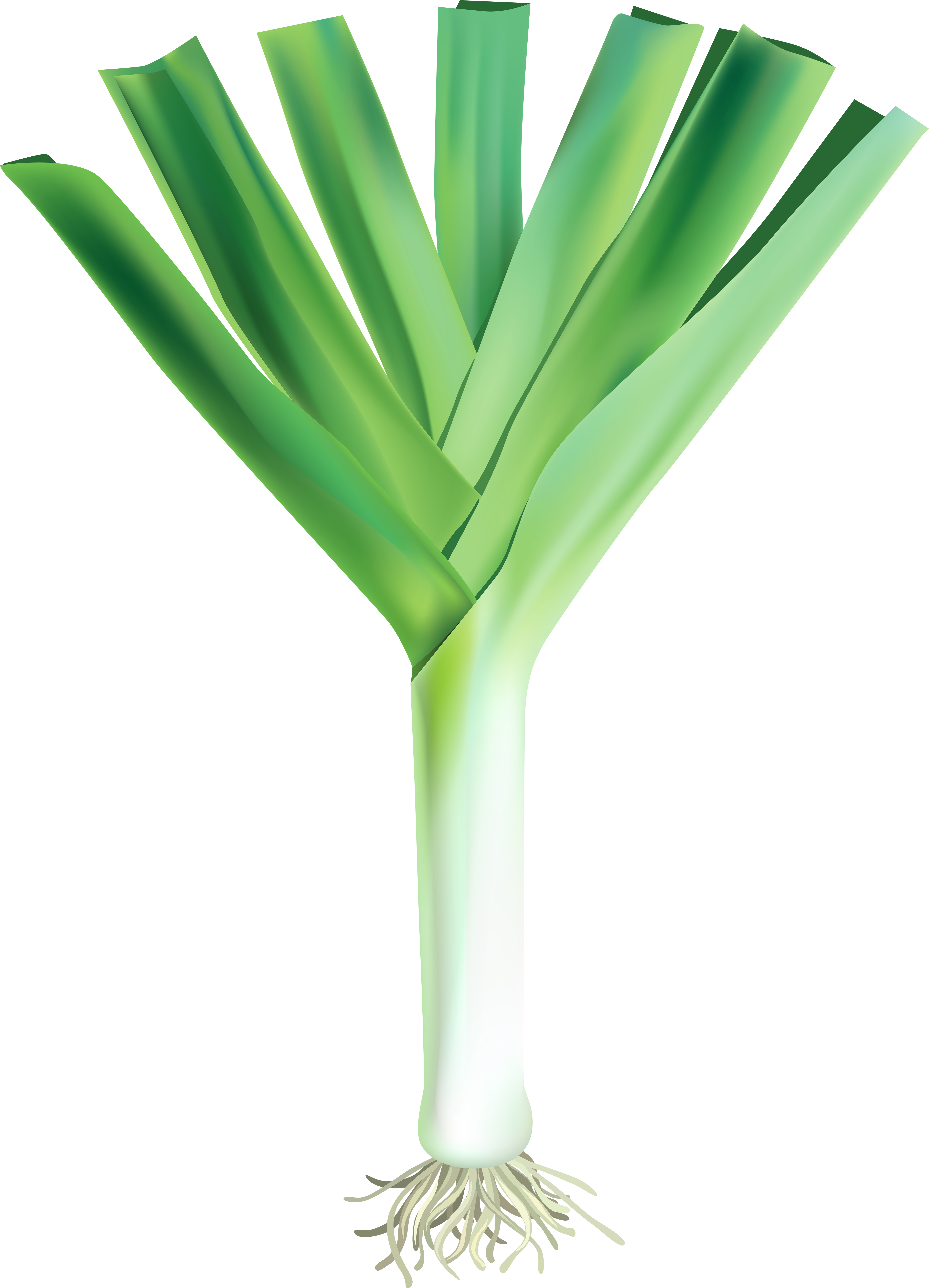 Garlic Png (5715x8000), Png Download