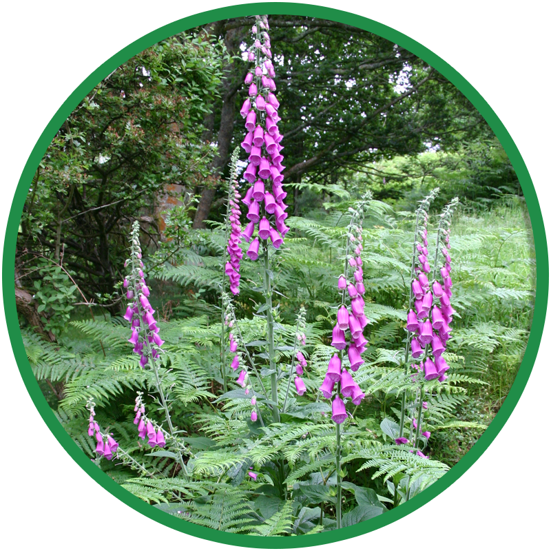 Shaded Hedgerow & Woodland Wildflower Seeds - Wild Flowers Hedgerows (800x800), Png Download